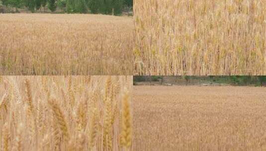 麦粒 小麦麦穗 谷物麦子小麦 麦田 丰收高清在线视频素材下载
