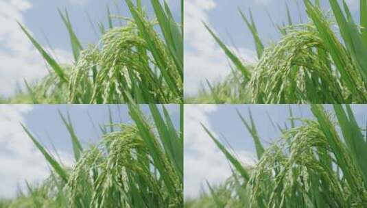 绿油油的水稻02高清在线视频素材下载