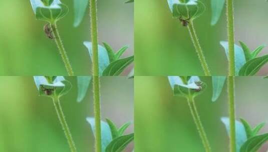 微距实拍昆虫在叶片上卷叶象甲灰象甲高清在线视频素材下载
