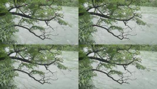 都江堰树河流岷江高清在线视频素材下载