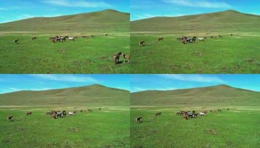 航拍环绕一群马在草原上高清在线视频素材下载