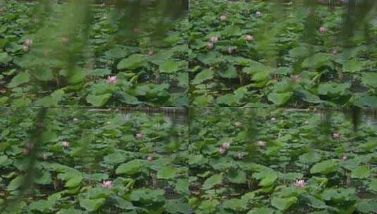 济南大明湖公园夏季垂柳荷花风光慢镜头高清在线视频素材下载