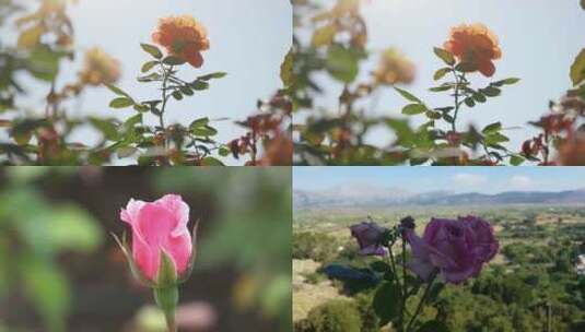 蔷薇玫瑰春天鲜花花开精油园林花瓣浪漫高清在线视频素材下载