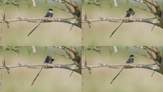 鸟栖息在树枝上高清在线视频素材下载
