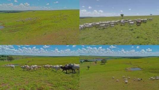 乌拉盖草原牧场牛群航拍高清在线视频素材下载
