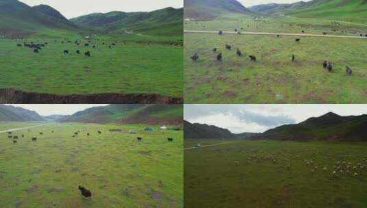 航拍草原牛羊成群素材高清在线视频素材下载