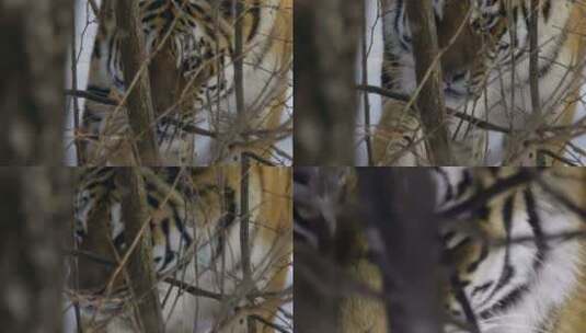 野外森林老虎长焦近景高清在线视频素材下载