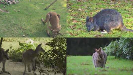 【合集】袋鼠在草地吃草高清视频高清在线视频素材下载