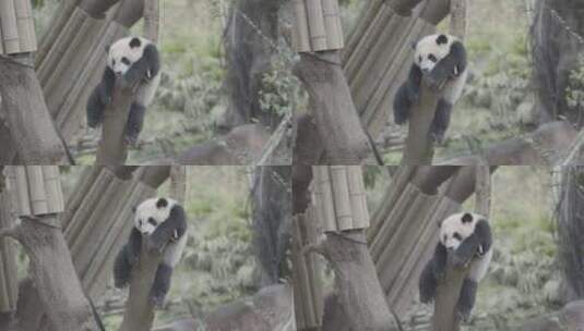 挂树上的幼年大熊猫-Slog3高清在线视频素材下载