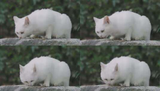 喂食流浪猫白猫吃猫粮高清在线视频素材下载