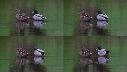 在水里休息的两只鸭子高清在线视频素材下载