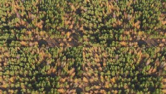 秋天的人工林高清在线视频素材下载