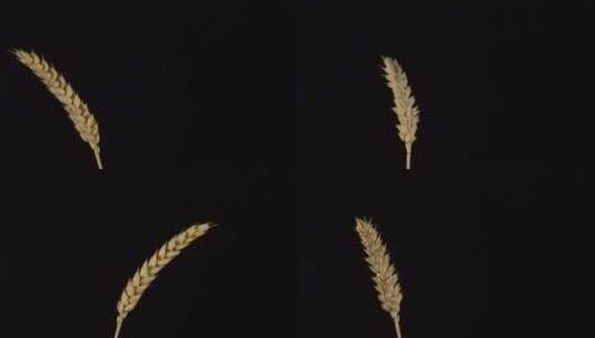 一束小麦麦穗特写高清在线视频素材下载