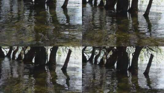水上树林森林湖水湿地公园高清在线视频素材下载