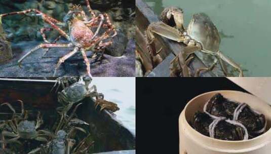 打捞捕蟹,大闸蟹,烹饪螃蟹高清在线视频素材下载
