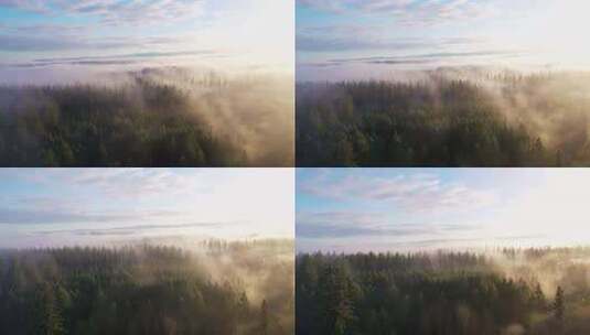 清晨迷雾森林云雾笼罩雾气森林绿色自然碳汇高清在线视频素材下载