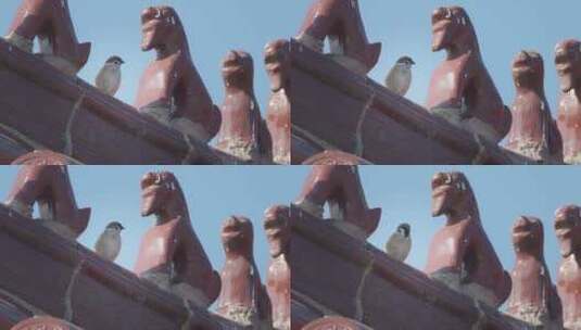 秋天寺庙屋顶麻雀起飞升格高清在线视频素材下载