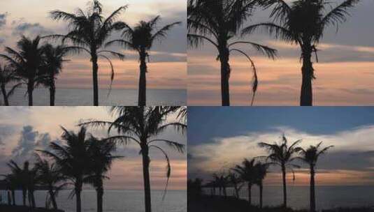 夕阳下椰子树高清在线视频素材下载