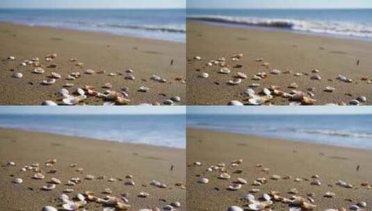 海滩上的贝壳高清在线视频素材下载