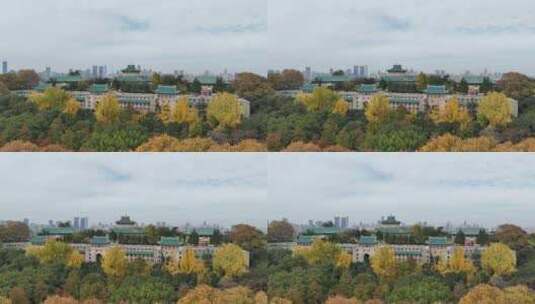 武汉大学的秋天高清在线视频素材下载