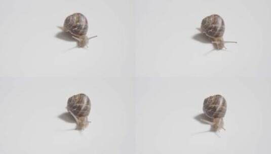 缓慢爬行的蜗牛高清在线视频素材下载
