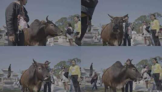 香港离岛区天坛大佛景区公牛高清在线视频素材下载