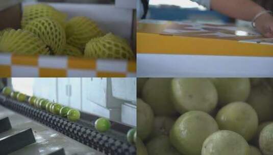 水果生产线高清在线视频素材下载
