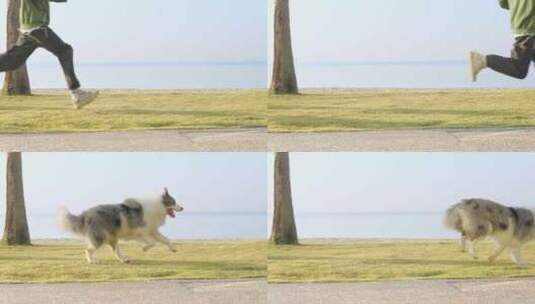 狗狗在海边陪伴主人奔跑镜头高清在线视频素材下载