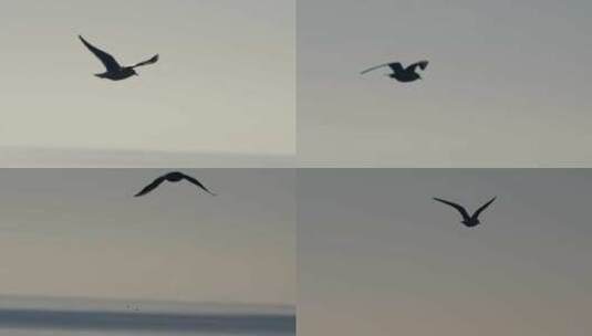 海鸥海鸟高清在线视频素材下载