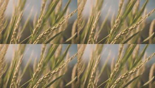 农田水稻特写稻穗特写麦田小麦植物粮食田野高清在线视频素材下载