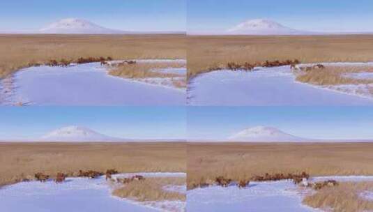 航拍冬季辉河湿地高清在线视频素材下载