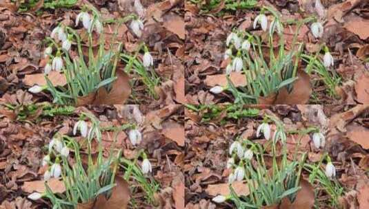 花园里的白色雪花莲高清在线视频素材下载