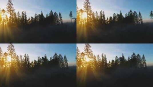 阳光穿过树林丁达尔光晨雾弥漫高清在线视频素材下载