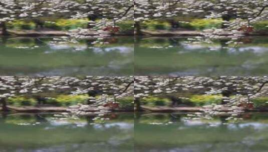 春风吹动湖边盛开的李花李子花竖版慢镜高清在线视频素材下载