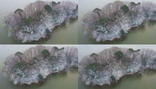 航拍武汉旅游5A级东湖景区鸟岛自然风景高清在线视频素材下载
