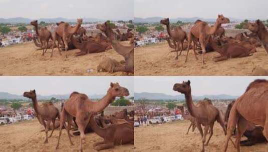 骆驼在Pushkar Mela骆驼集市节高清在线视频素材下载