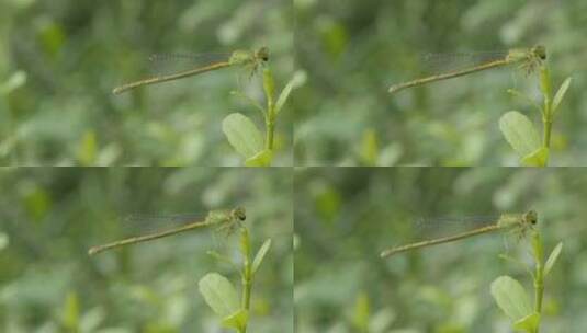 春天惊蛰昆虫万物复苏高清在线视频素材下载