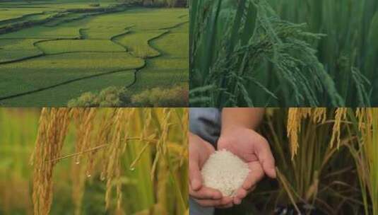 水稻、稻谷、大米、米饭高清在线视频素材下载