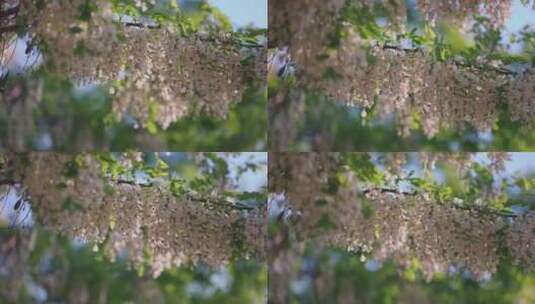 春天盛开的槐树花高清在线视频素材下载