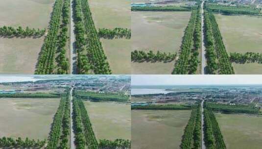 航拍黑龙江省大庆市杜尔伯特草原树林道路高清在线视频素材下载