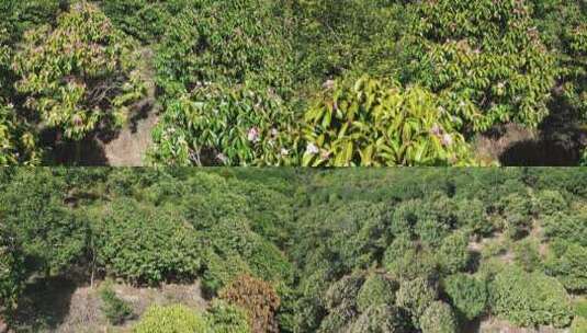 满山遍野野生山茶花盛开航拍高清在线视频素材下载