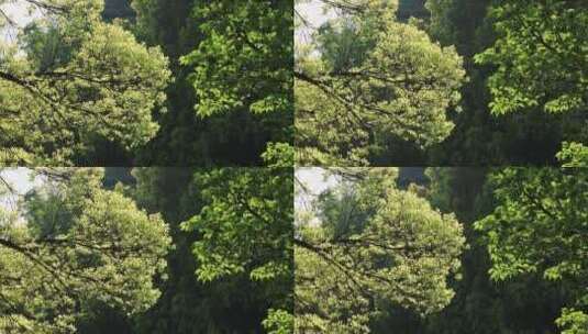 阳光下明亮的树叶 深色背景高清在线视频素材下载