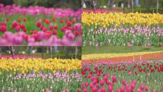 郁金香 花海 公园花卉 花朵盛开高清在线视频素材下载