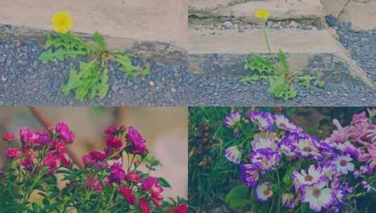 各种花朵鲜花花卉4K视频素材高清在线视频素材下载