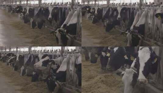 一群奶牛吃干草饲料高清在线视频素材下载