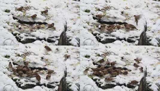 冬季厚厚的白色雪地里觅食的小麻雀高清在线视频素材下载