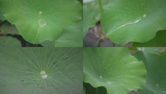 [4K合集]夏天唯美雨季荷叶水滴高清在线视频素材下载