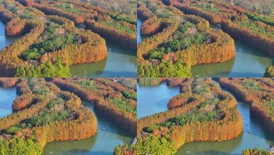 上海奉贤海湾国家森林公园  奉贤湿地公园高清在线视频素材下载