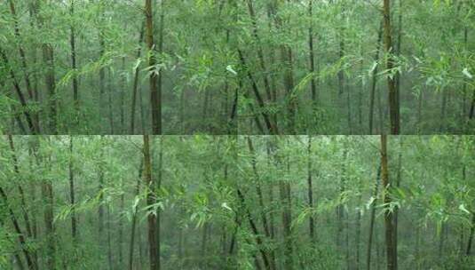 下雨天茂密的竹林枝叶繁茂生机勃勃的景象高清在线视频素材下载