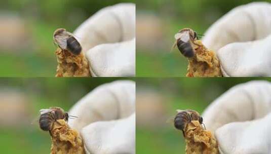 手托蜂巢上的蜜蜂特写高清在线视频素材下载